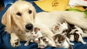 Proud mommy dog of her puppies.