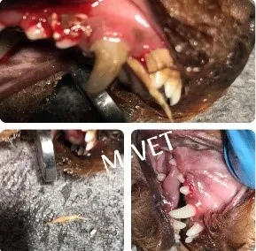 Photo of dog's teeth.
